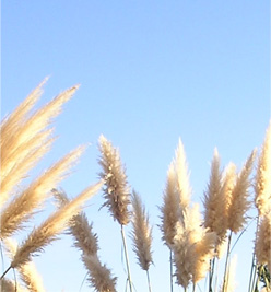 Cola de zorro planta