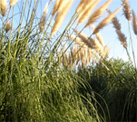 Cola de zorro planta